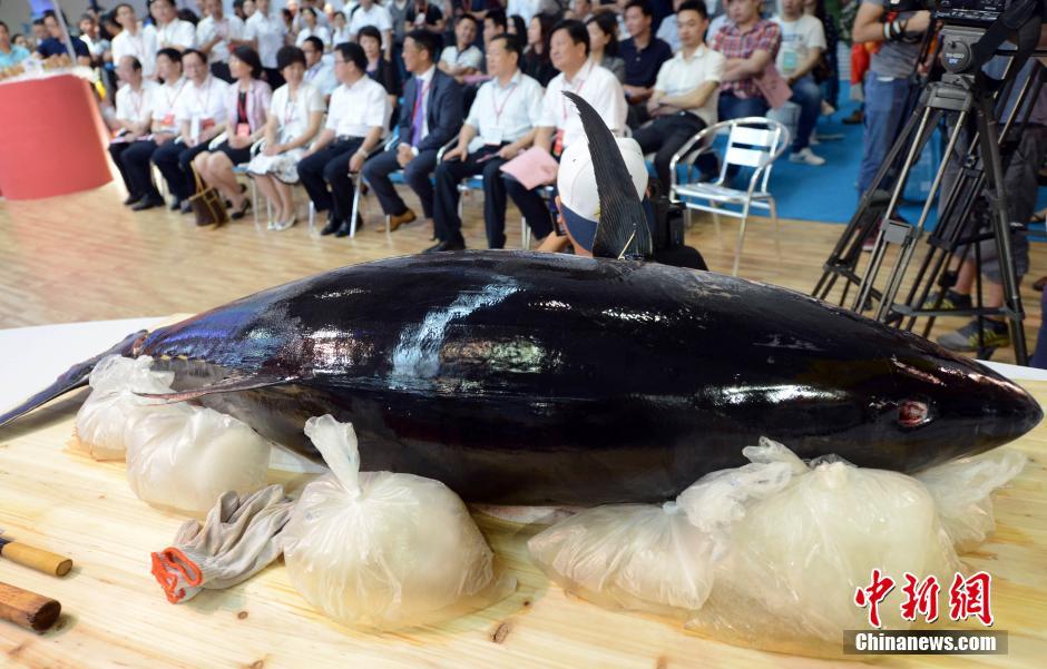 重200斤蓝鳍金枪鱼亮相福州“渔博会”