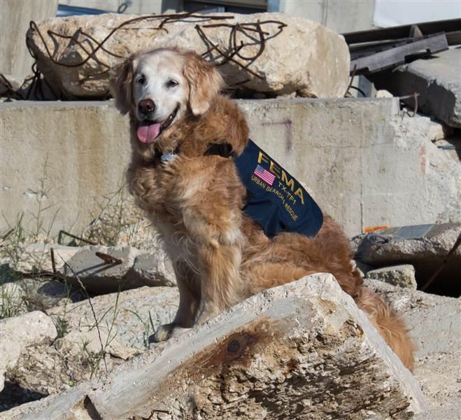 9/11事件最后一只搜救犬被安乐死 警员列队敬礼