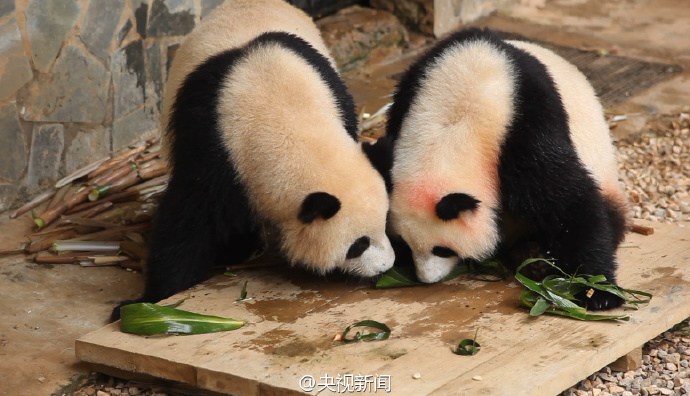 动物园熊猫们吃特制"熊猫粽"