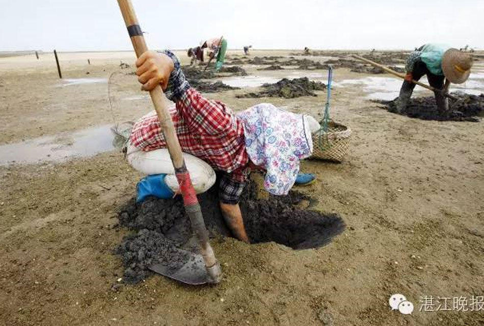 广东湛江一农妇以挖虫为生 1个月赚三五千
