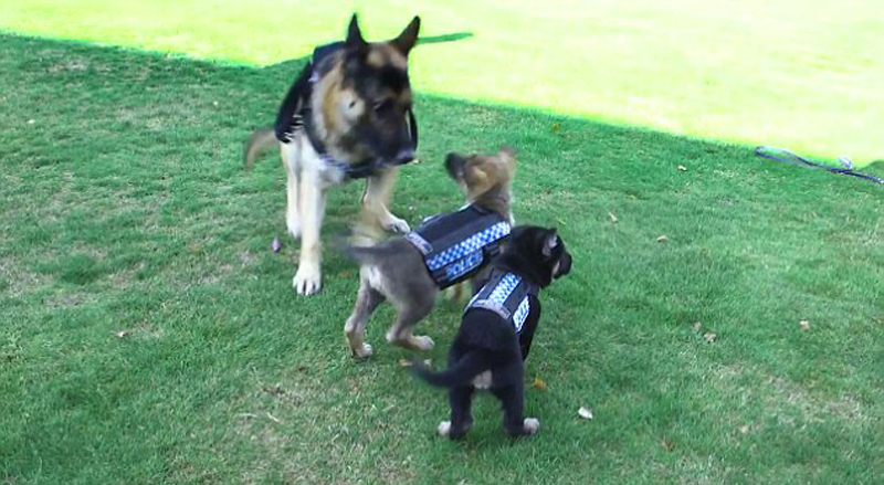 萌翻了！新西兰警犬试穿新款防刺背心