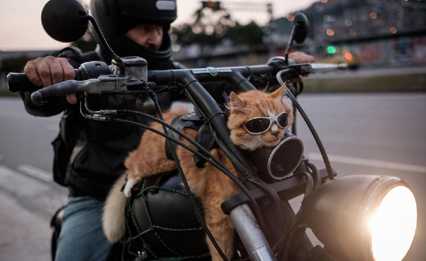 巴西12岁猫咪与主人骑摩托出行 戴墨镜扮酷