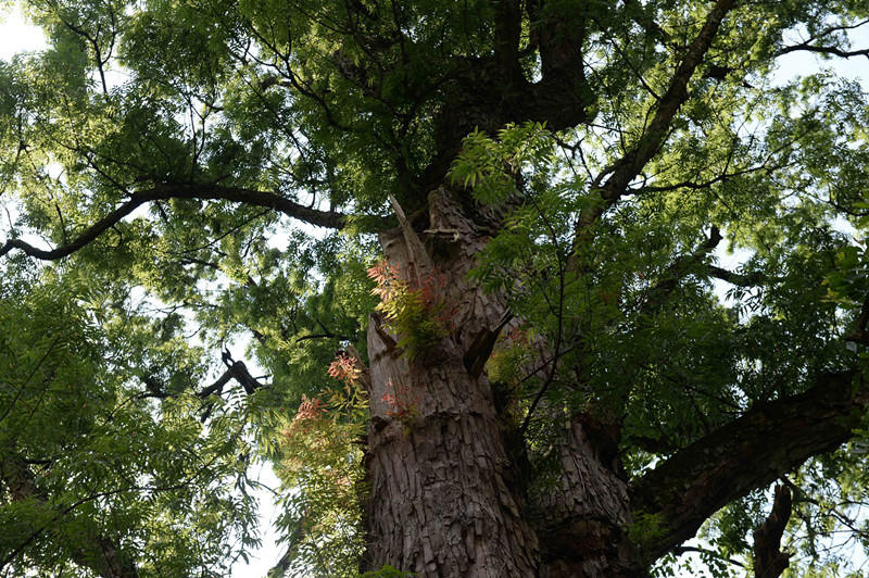 贵州遵义现600岁高龄黄梨古树 需9人合抱