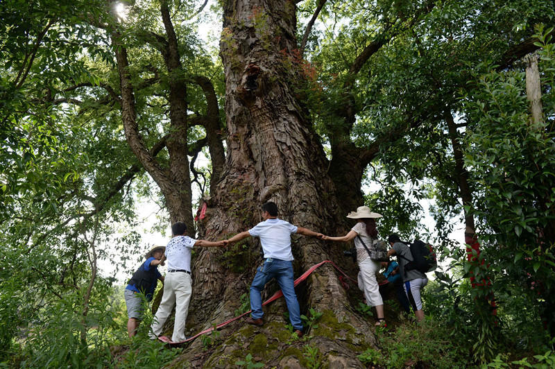 贵州遵义现600岁高龄黄梨古树 需9人合抱