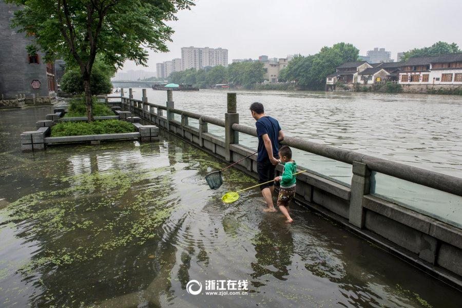 京杭大运河水位上涨 杭州市民下水捞鱼