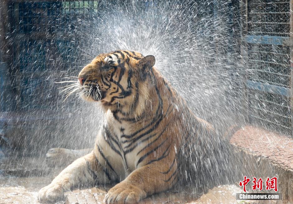 济南动物园“花式”为动物消暑