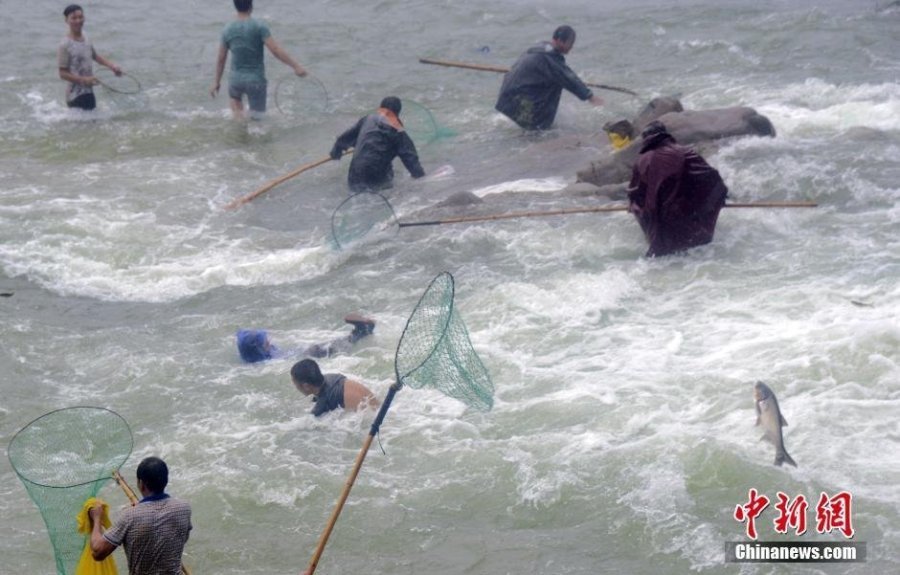 浙江水库泄洪 民众涌入泄洪口捕鱼险象环生