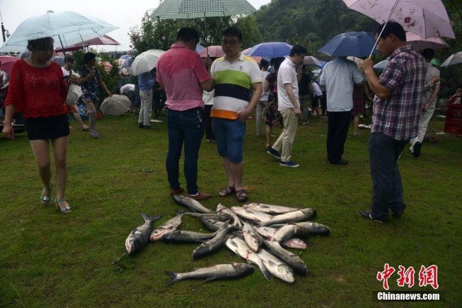 浙江水库泄洪 民众涌入泄洪口捕鱼险象环生