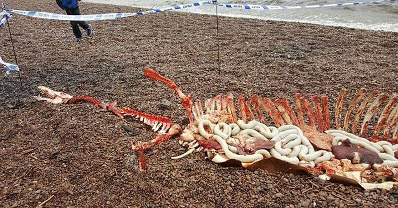 尼斯湖边惊现神秘残骸 网友：脱欧把水怪都气死了