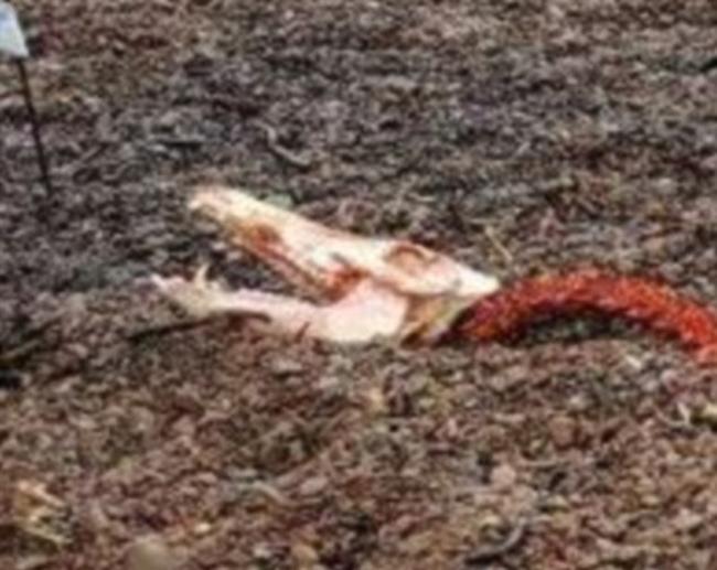 尼斯湖边惊现神秘残骸 网友：脱欧把水怪都气死了