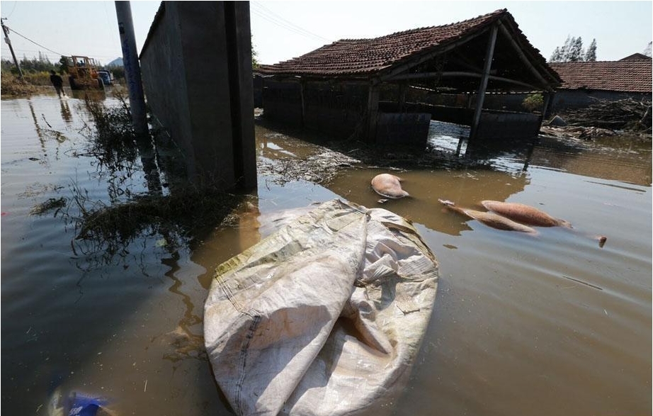 武汉养猪场被淹 众人带猪游泳避难(图)