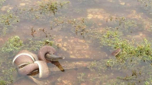 蟒蛇PK食人鳄：鳄鱼惨遭整个被吞