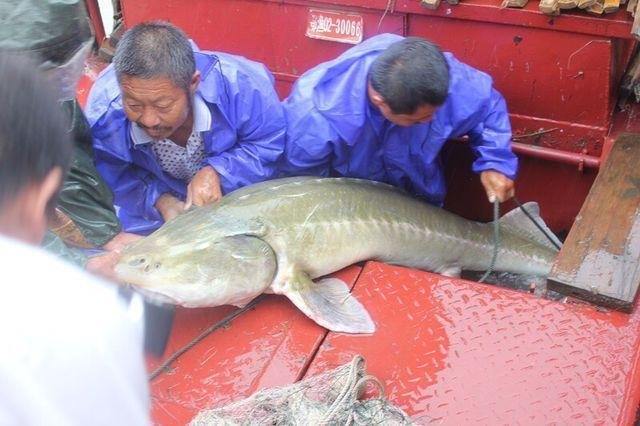 渔民在长江发现凶猛食肉鱼 体长2米重达200斤