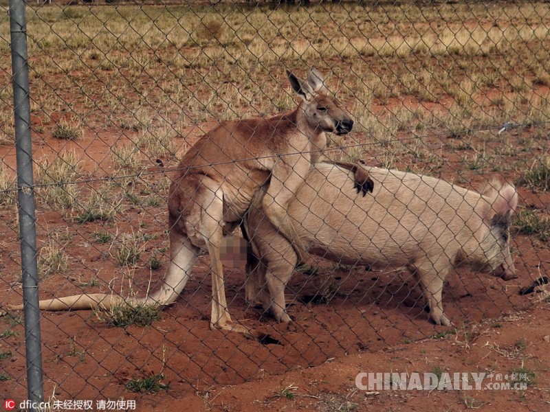 这些小动物也太不正经了画面太污我都不敢看