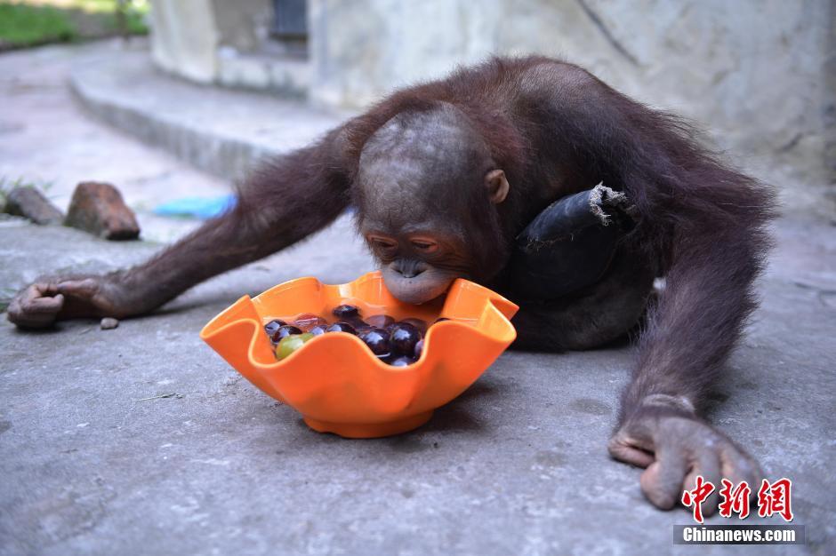 重庆发布“高温橙色预警” 动物吃冰镇水果解暑