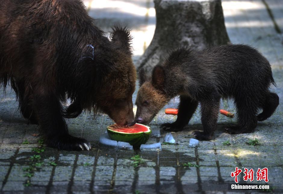 重庆发布“高温橙色预警” 动物吃冰镇水果解暑