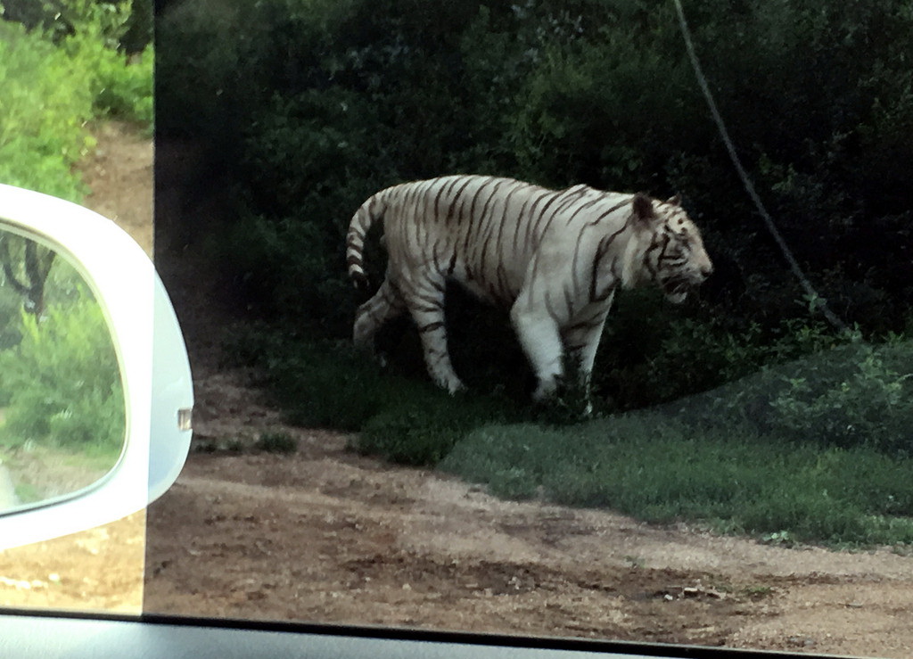 两游客遭老虎袭击 图揭八达岭野生动物园内自驾游