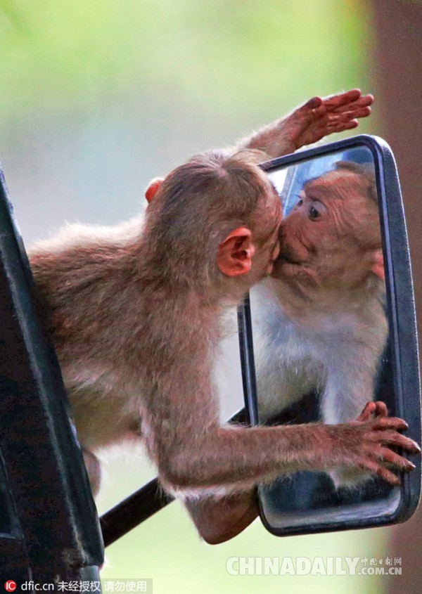 被自己帅到！印度小猴汽车挡风镜上臭美自亲