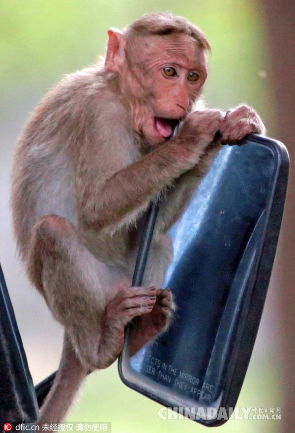 被自己帅到！印度小猴汽车挡风镜上臭美自亲