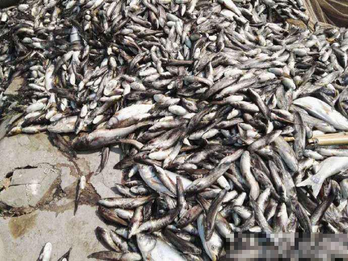 四川达州三万斤鱼被热死 网友：好大一锅水煮鱼