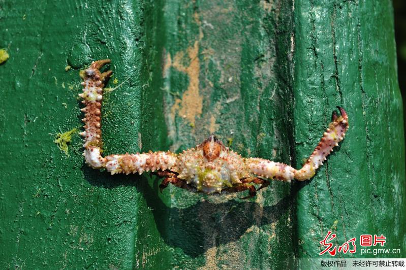 青岛海滩再现奇葩生物 长腿巨臂大过身体