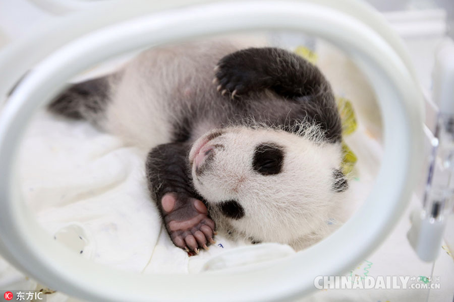 上海大熊猫基地首只熊猫宝宝“满月” 换上“黑白装”“挥手”卖萌