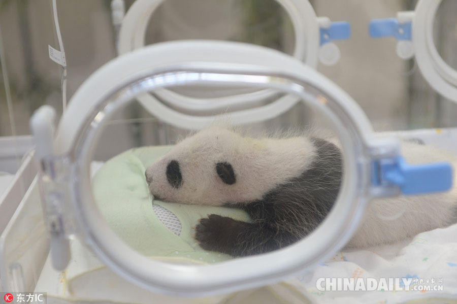 上海大熊猫基地首只熊猫宝宝“满月” 换上“黑白装”“挥手”卖萌
