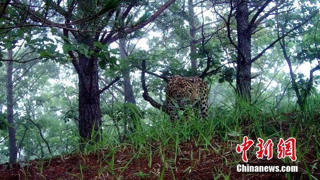 黑龙江拍到新东北豹图像 品种全球极度濒危