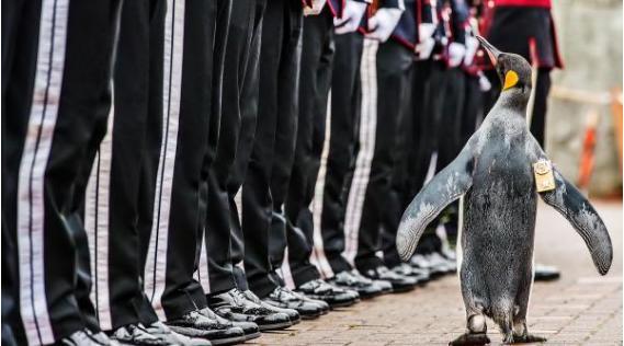 企鹅被擢升挪威准将 盘点世界最聪明的十大动物