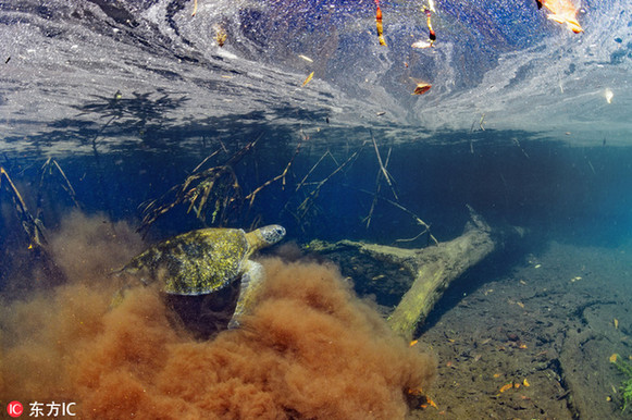 摄影师拍海底世界 纯然原始美到窒息