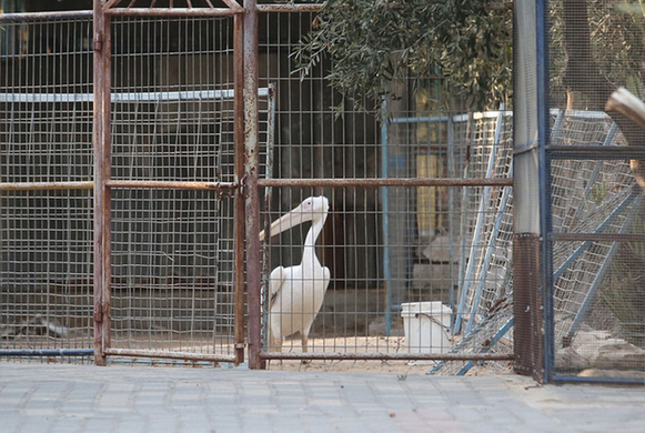 巴勒斯坦动物园因战火荒废 动物终获救