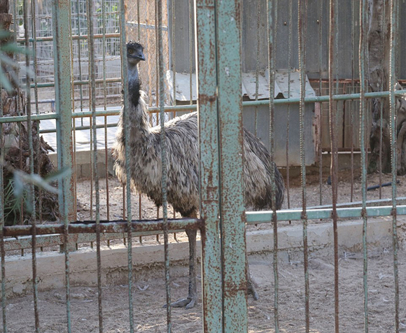 巴勒斯坦动物园因战火荒废 动物终获救