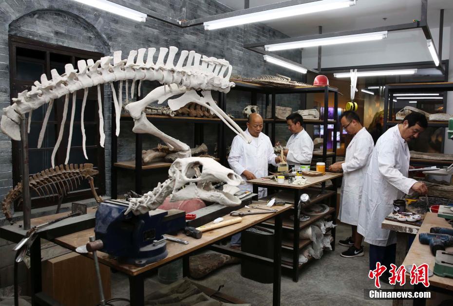 古生物化石修复师和恐龙40年的“不解之缘”