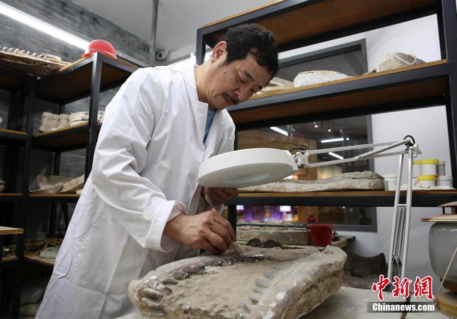 古生物化石修复师和恐龙40年的“不解之缘”