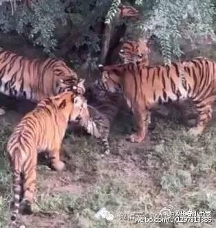 长春1老虎被8只老虎围攻咬死 疑似工作人员疏于管理