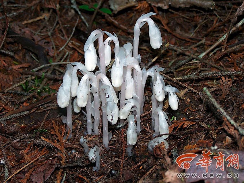 西安现“冥界之花”水晶兰 晶莹剔透极罕见