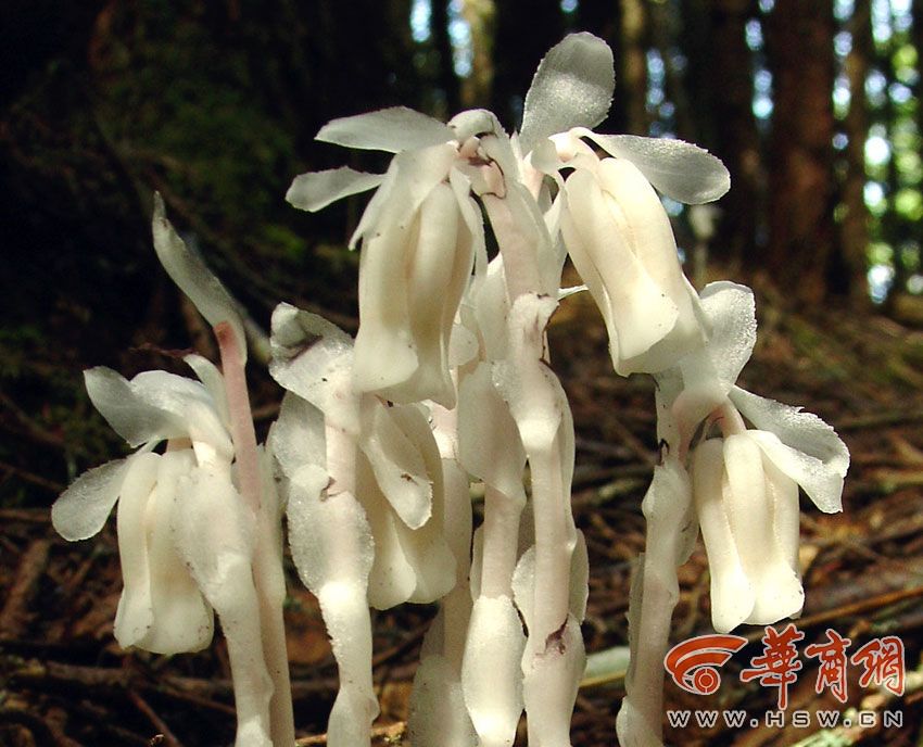 西安现“冥界之花”水晶兰 晶莹剔透极罕见