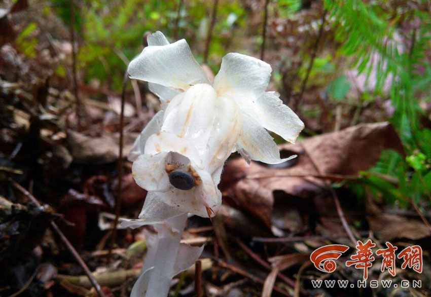 西安现“冥界之花”水晶兰 晶莹剔透极罕见