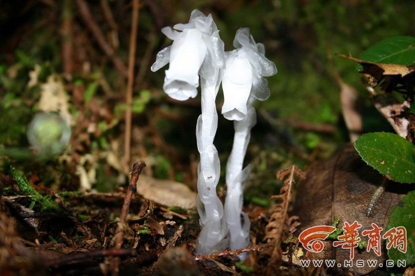 西安现“冥界之花”水晶兰 晶莹剔透极罕见