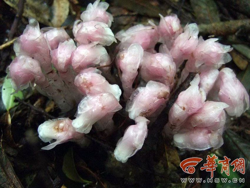 西安现“冥界之花”水晶兰 晶莹剔透极罕见