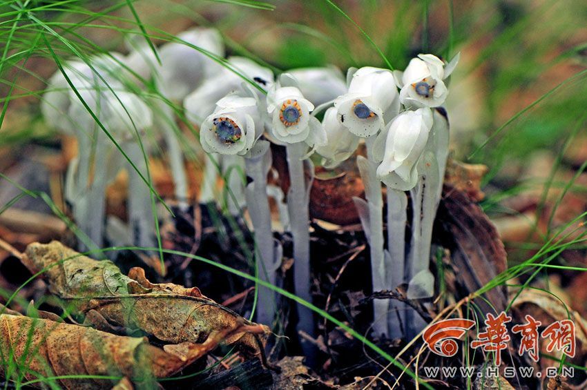 西安现“冥界之花”水晶兰 晶莹剔透极罕见
