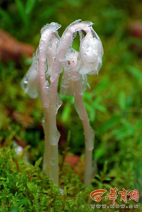 西安现“冥界之花”水晶兰 晶莹剔透极罕见