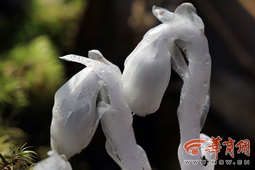西安现“冥界之花”水晶兰 晶莹剔透极罕见