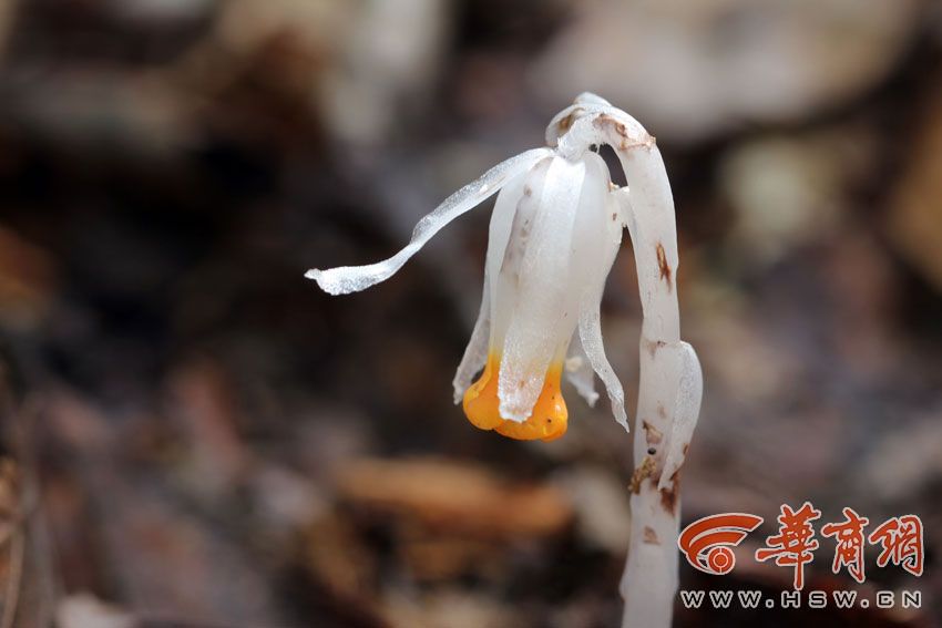 西安现“冥界之花”水晶兰 晶莹剔透极罕见