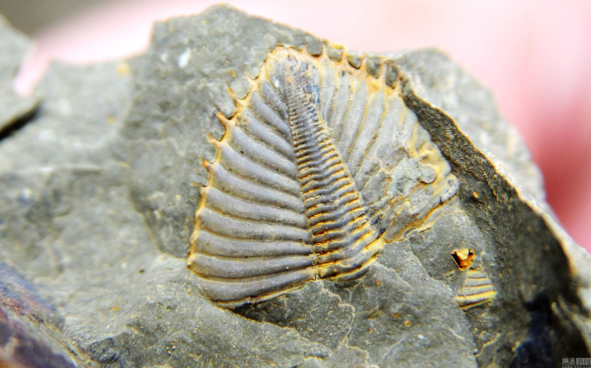 重庆现亿年前三叶虫化石 头部触须清晰可见