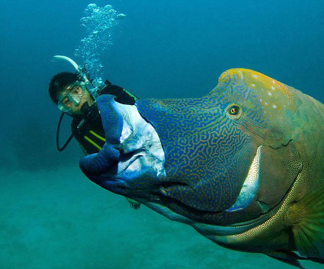 苏眉鱼无端变网红 在大堡礁海底上演“大吞活人”