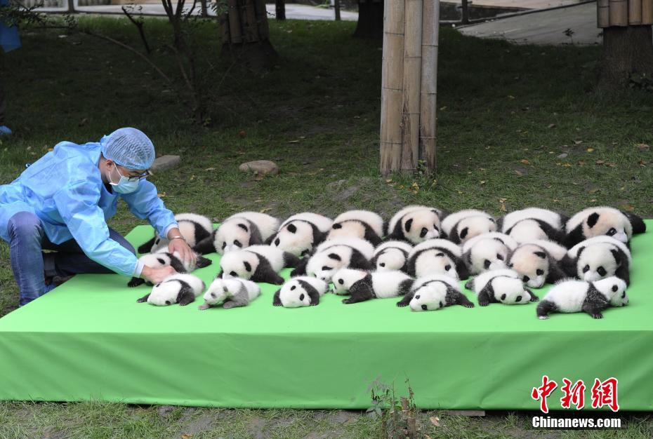 成都23只大熊猫幼仔首秀“熊猫瘫”