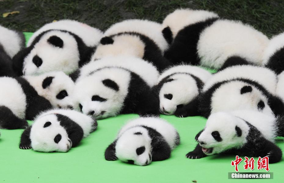 成都23只大熊猫幼仔首秀“熊猫瘫”