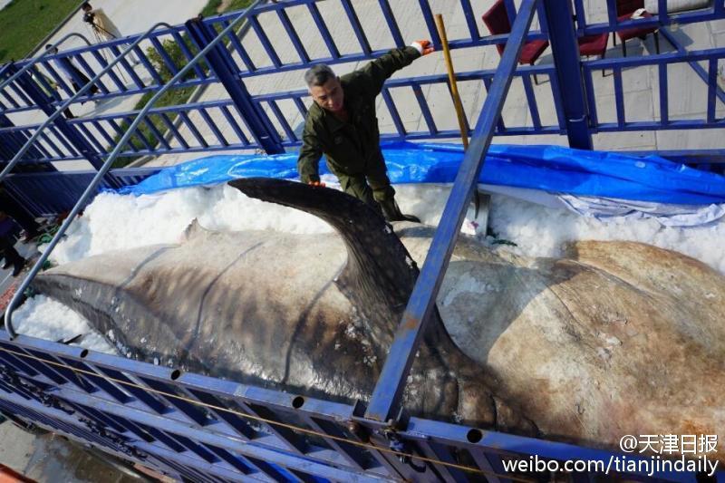 10吨鲸鲨遗体将成海洋博物馆“镇馆之宝”