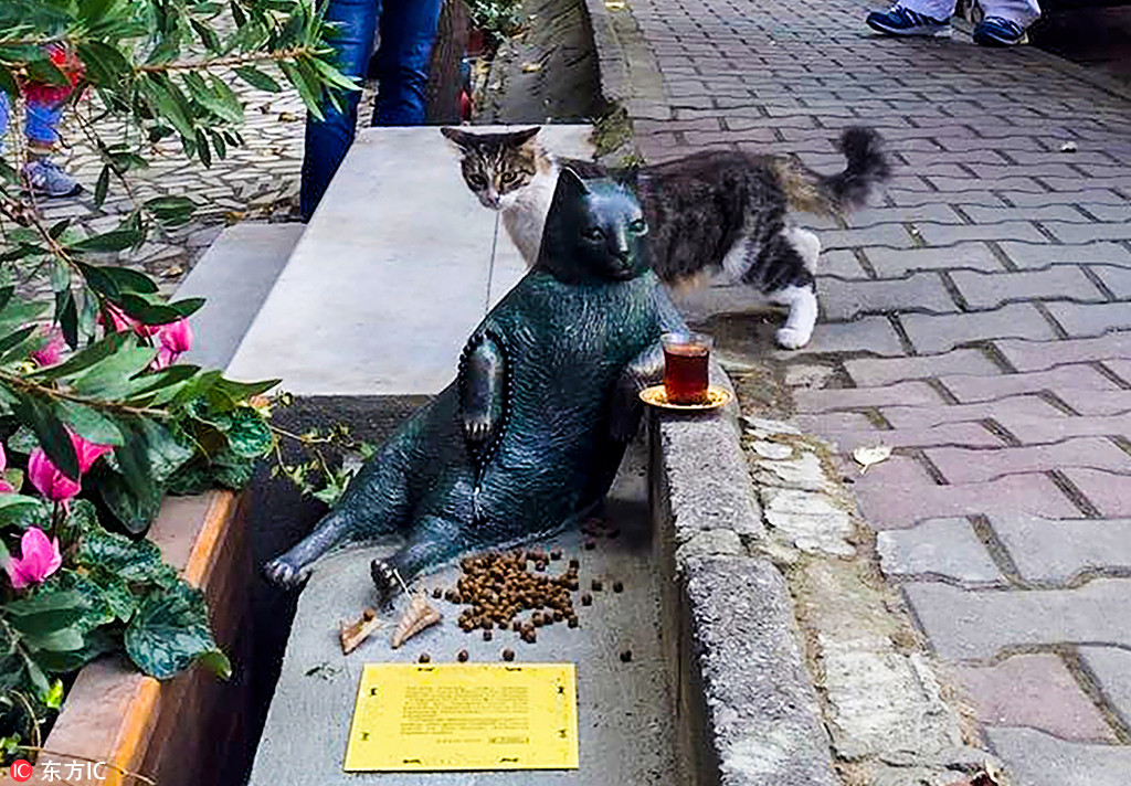 土耳其“葛优瘫”网红猫去世 网友立等身雕像纪念